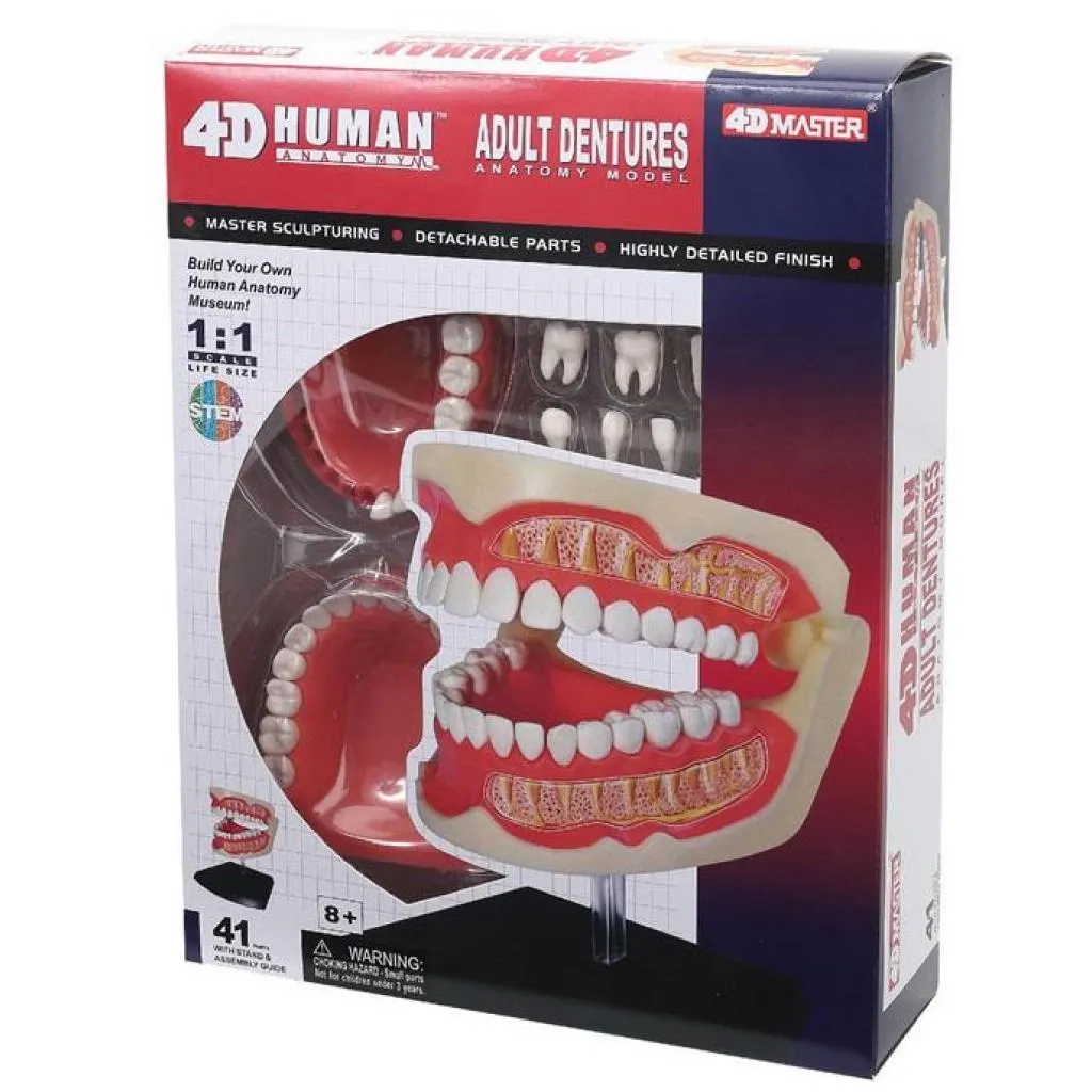  4D Master Об'ємна анатомічна модель Зубний ряд людини (FM-626015)