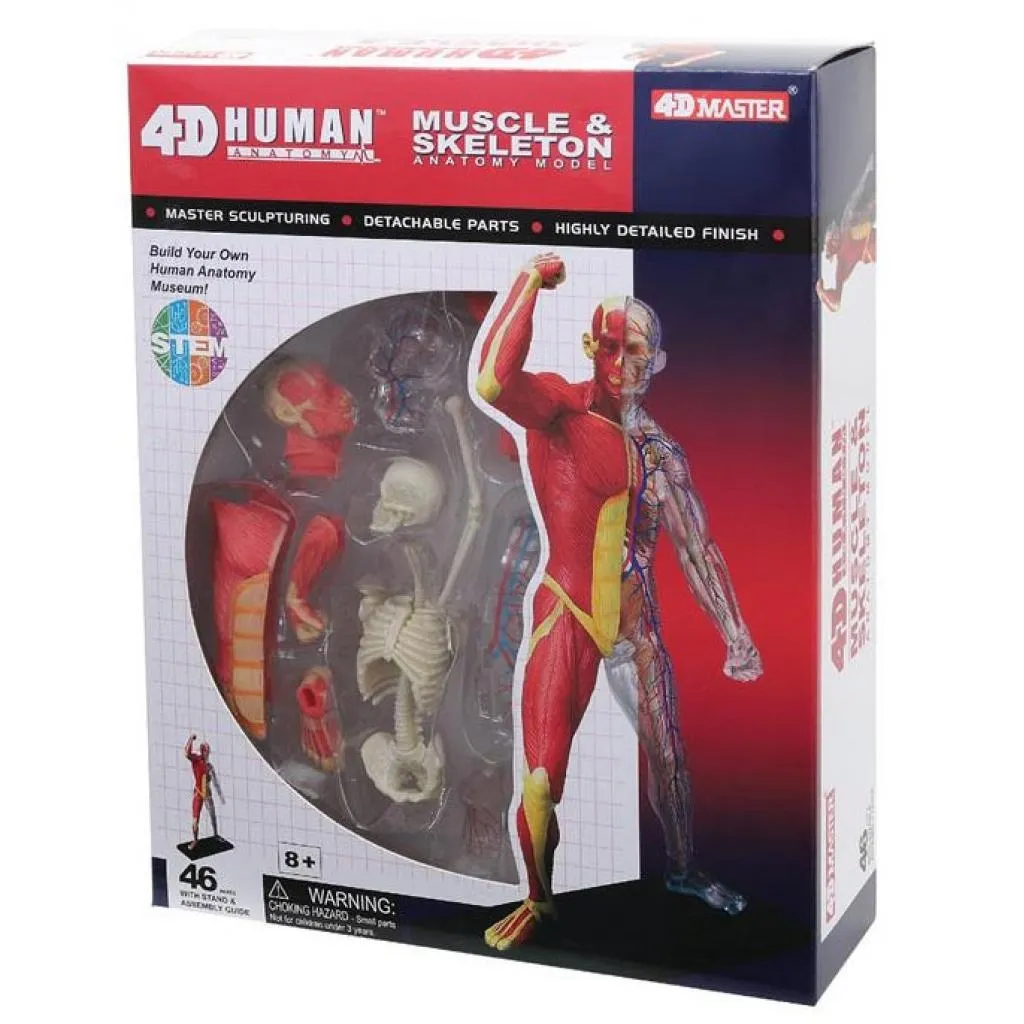  4D Master Об'ємна анатомічна модель М'язи і скелет людини (FM-626010)